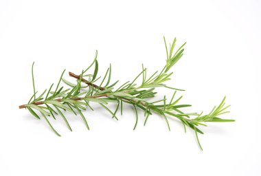 Beyaz arkaplanda izole edilmiş taze biberiye filizi.