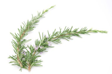 Rosemary sprig flowering isolated on white background. Aromatic evergreen shrub. selective focus