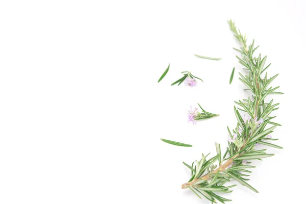 Fresh Rosemary Sprig Flowering Isolated White Background — Zdjęcie stockowe