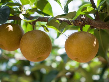 Ripe japanese pears hangimg on tree in orchard.
