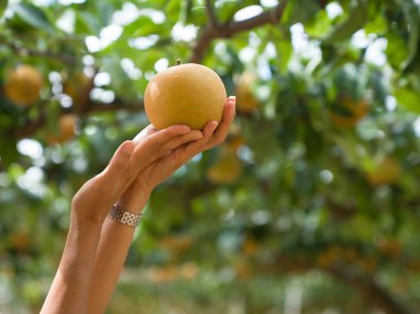 Woman hands holding japanese pear in orchard.