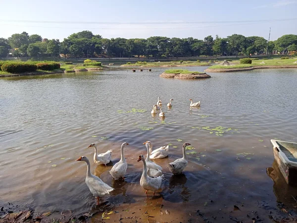 印度尼西亚印达省达曼市Tmii人工湖的游泳和食用鸭 — 图库照片