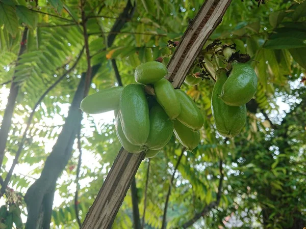 Averrhoa Bilimbi Linn Belimbing Wuluh Belimbing Wuluh Belimbing Buluuh Botol — Φωτογραφία Αρχείου