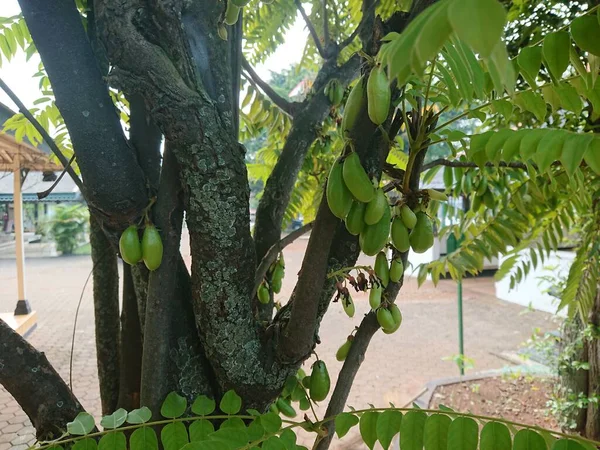 Averrhoa Bilimbi Linn Belimbing Wuluh Belimbing Wuluh Belimbing Buluh Botol —  Fotos de Stock