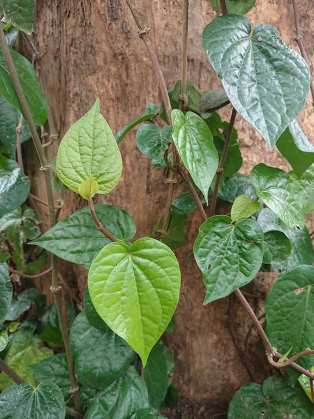 Sirih Piper Betle Linn Leaf Tree — Stock Photo, Image