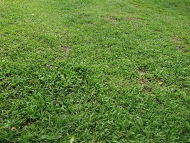 Tepedeki manzara, bahçedeki yeşil çimenler, temel tasarım için.