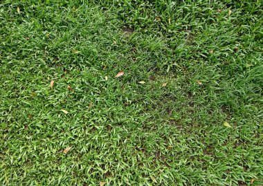 Tepedeki manzara, bahçedeki yeşil çimenler, temel tasarım için.