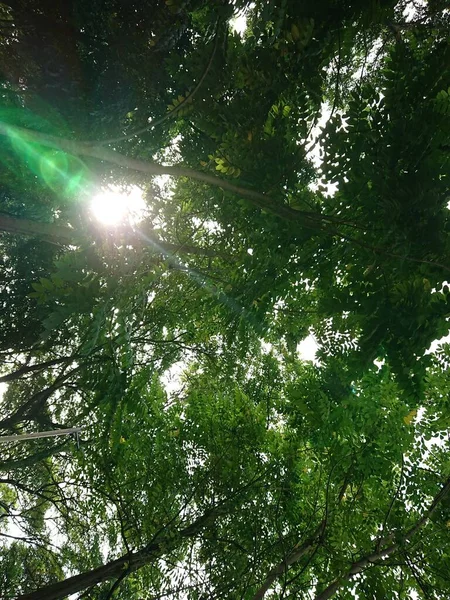 Perspectiva Desde Abajo Árbol Con Destellos Sol Brillan Mañana — Foto de Stock