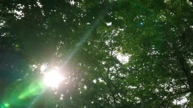 Görüntüler aşağıdan, ağaçlar sabahları parlıyor.