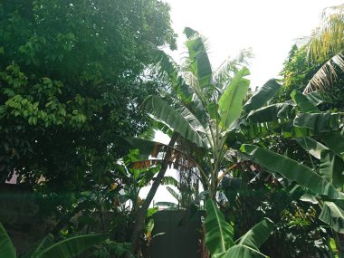 muz ağacı ve yaprak diğer bitkilerin ötesinde