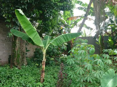 muz ağacı ve yaprak diğer bitkilerin ötesinde