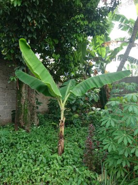 muz ağacı ve yaprak diğer bitkilerin ötesinde