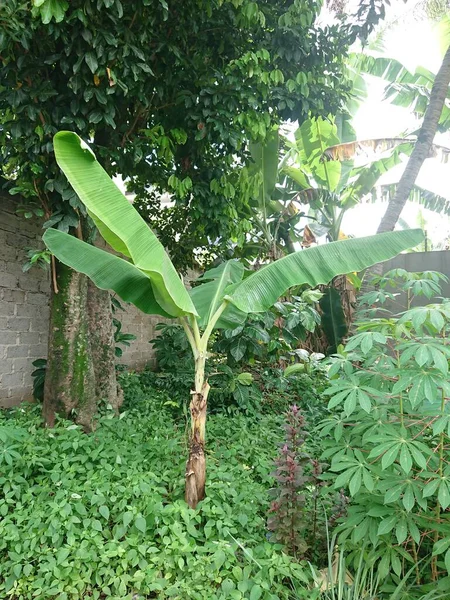 banana tree and leaf beyond other plant