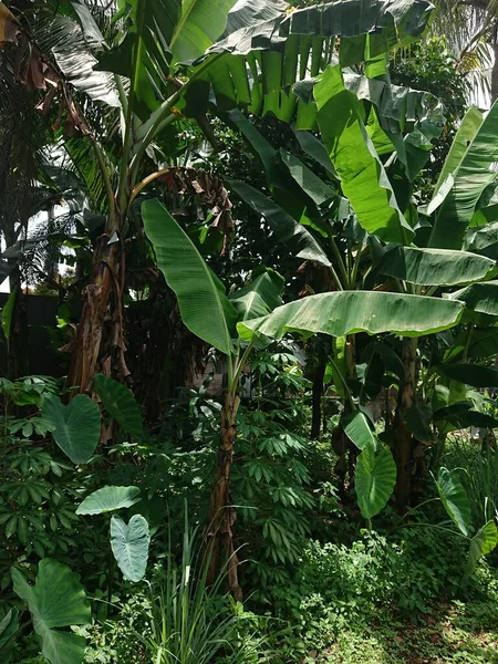 banana tree and leaf beyond other plant