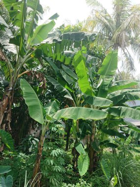 muz ağacı ve yaprak diğer bitkilerin ötesinde