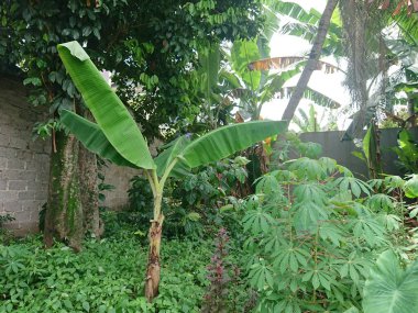 muz ağacı ve yaprak diğer bitkilerin ötesinde
