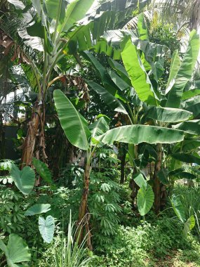 muz ağacı ve yaprak diğer bitkilerin ötesinde