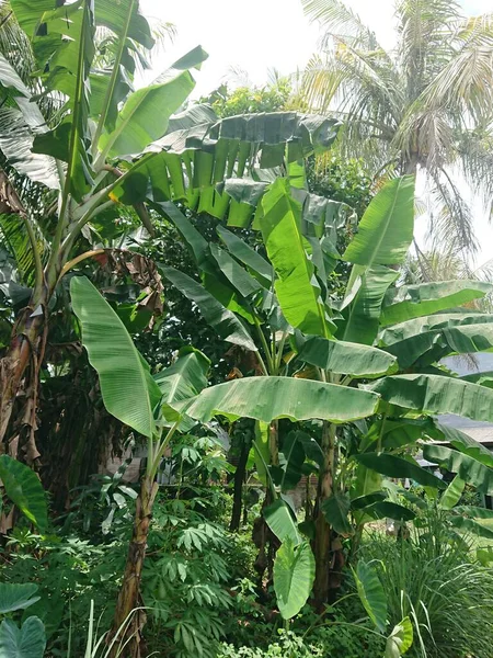 muz ağacı ve yaprak diğer bitkilerin ötesinde