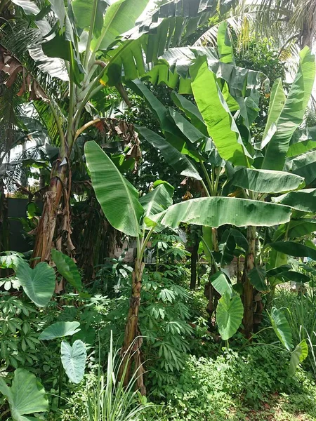 muz ağacı ve yaprak diğer bitkilerin ötesinde