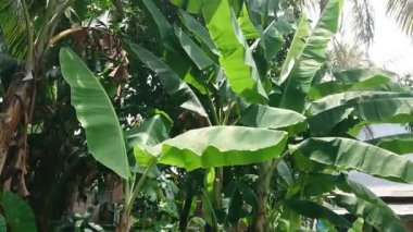 Diğer bitkilerin ötesinde basit görüntüler, muz ağacı ve yaprak.