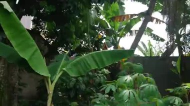 Diğer bitkilerin ötesinde basit görüntüler, muz ağacı ve yaprak.
