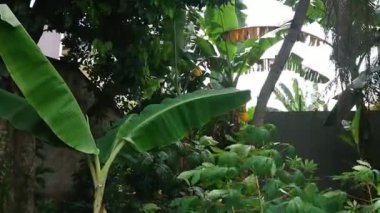 Diğer bitkilerin ötesinde basit görüntüler, muz ağacı ve yaprak.