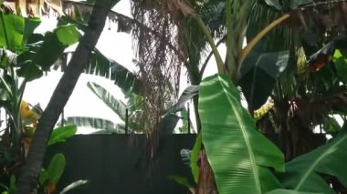 Diğer bitkilerin ötesinde basit görüntüler, muz ağacı ve yaprak.