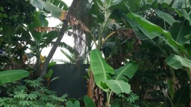 Diğer bitkilerin ötesinde basit görüntüler, muz ağacı ve yaprak.