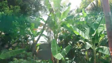 Diğer bitkilerin ötesinde basit görüntüler, muz ağacı ve yaprak.