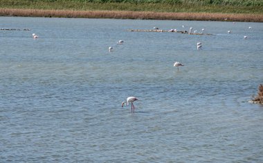 Vendicari 'nin doğal vahasında bir sürü pembe flamingoyla küçük bir göl.