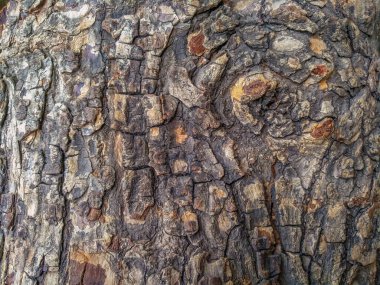 Ağaç kabuğu dokusunu ve desenini kapatın. ahşap deri arkaplan.