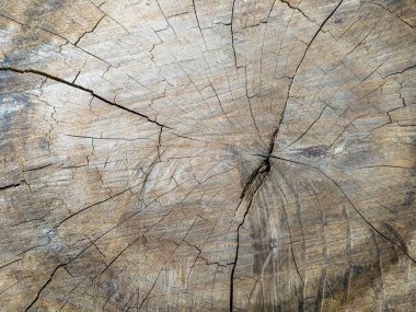 Ağaç halkaları ahşap desen arka planda çatlaklar.