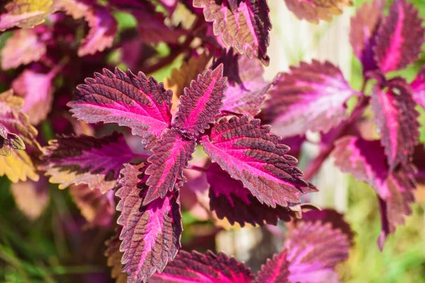 Tilak tulsi bitki arka planı. Tilak tulsi Hint bitkisinin soyut arka planı. tilak tulsi yaprağı arkaplanı.