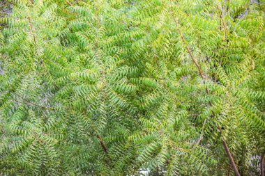 neem tree top view background. azadirachta indica tree leaf.