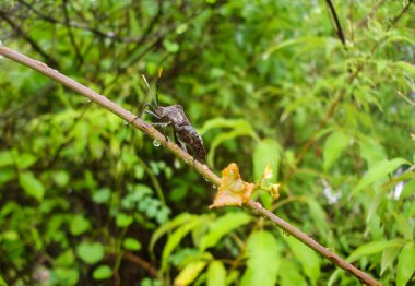 Proxy Punctulatus Black Stink Bug on Branch