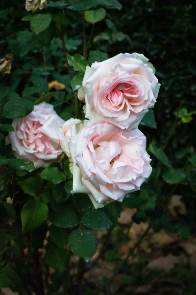 Świeżych Róż Ogrodzie — Zdjęcie stockowe