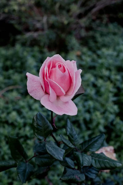 Fresh Pink Rose Garden — Stock Photo, Image