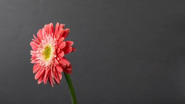 Tek renkli süslü turuncu gerbera papatya çiçeği..