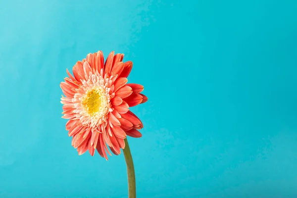 Mavi arka planda tek Gerbera papatya çiçeği. Turuncu papatya çiçeği. Pastel renkler. Boşluğu kopyala. 
