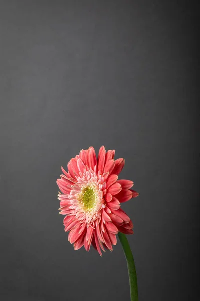 Fleur Marguerite Gerbera Ornée Unique Colorée — Photo