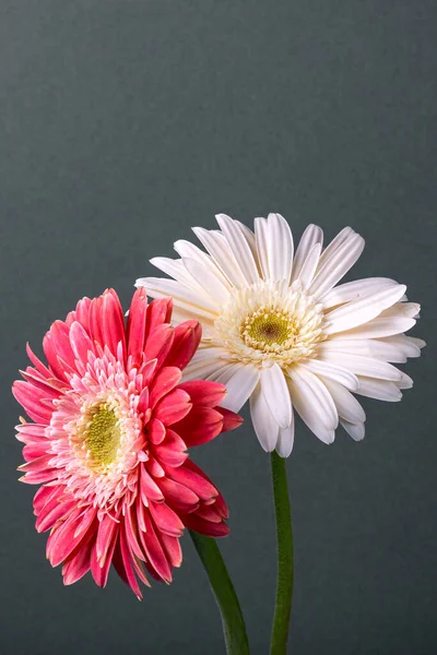 Deux Gerberas Marguerites Deux Fleurs Colorées Gerbera Daisy — Photo