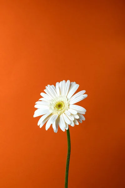 Gerbera Fleur Blanche Sur Fond Orange — Photo