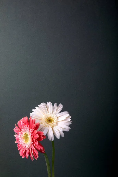 Deux Gerberas Marguerites Deux Fleurs Colorées Gerbera Daisy — Photo