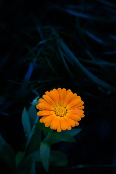 Marigold Flower Calendula Officinalis — 스톡 사진