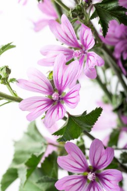 Malva Sylvestris çiçekleri. Sıradan mallow (Malva sylvestris) çiçekleri. Beyaz arka planda Wild Mallow Malva Sylvestris.