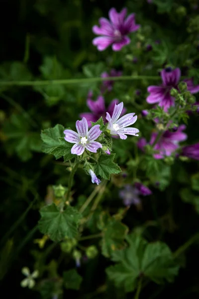 음절에 Malva Sylvestris 말한다 Wild Mallow Malva Sylvestris — 스톡 사진