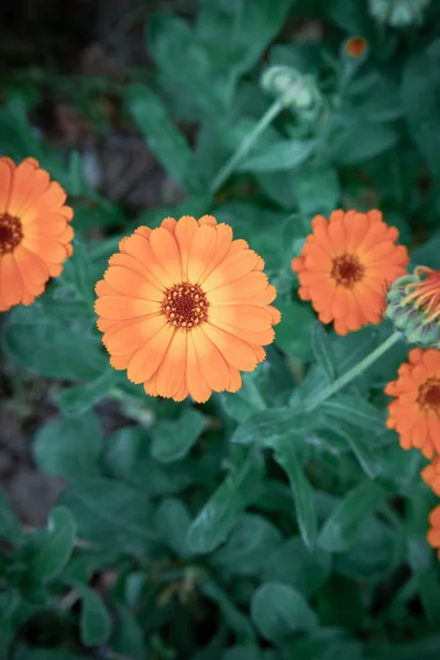 Calendula Flowers Calendula Flowers Leaves Meadow — Stock Photo, Image