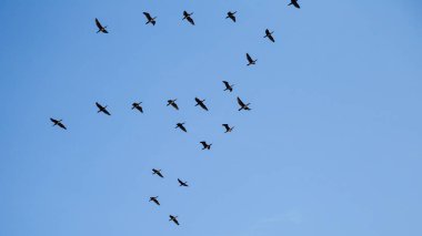 Göçmen kuş sürüsü mavi gökyüzünde.