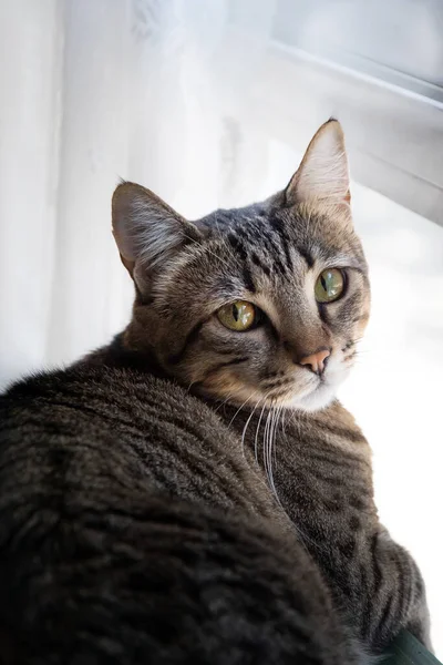 Close Retrato Gato — Fotografia de Stock