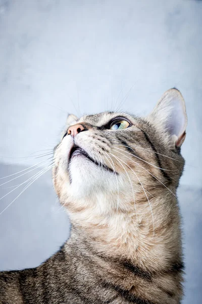 Retrato Gato Doméstico Olhando Para Cima Gatinho Olha Para Cima — Fotografia de Stock